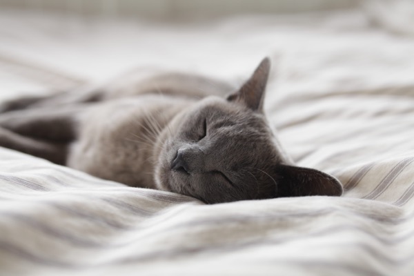 A grey cat, sleeping.