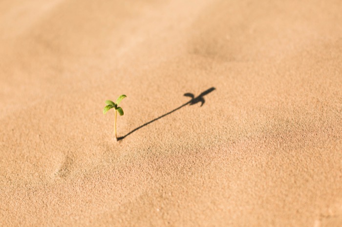 Tiny sprout growing in fine yellow sand