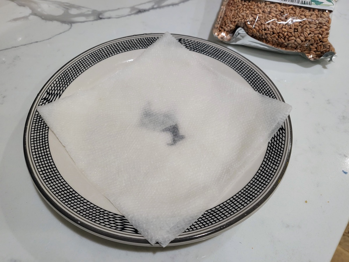 A wet paper towel on a plate, prepared for planting