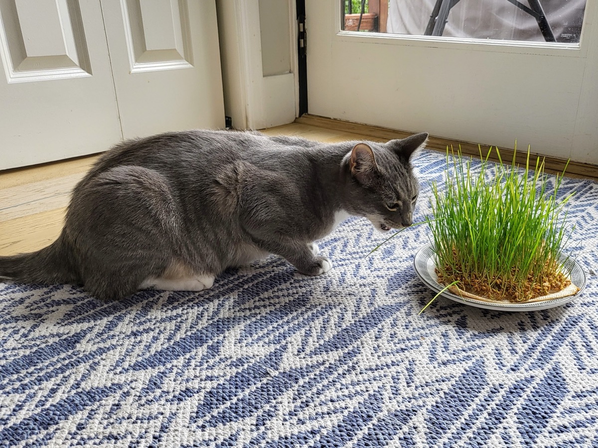 A kitty prepares to taste some fresh grass