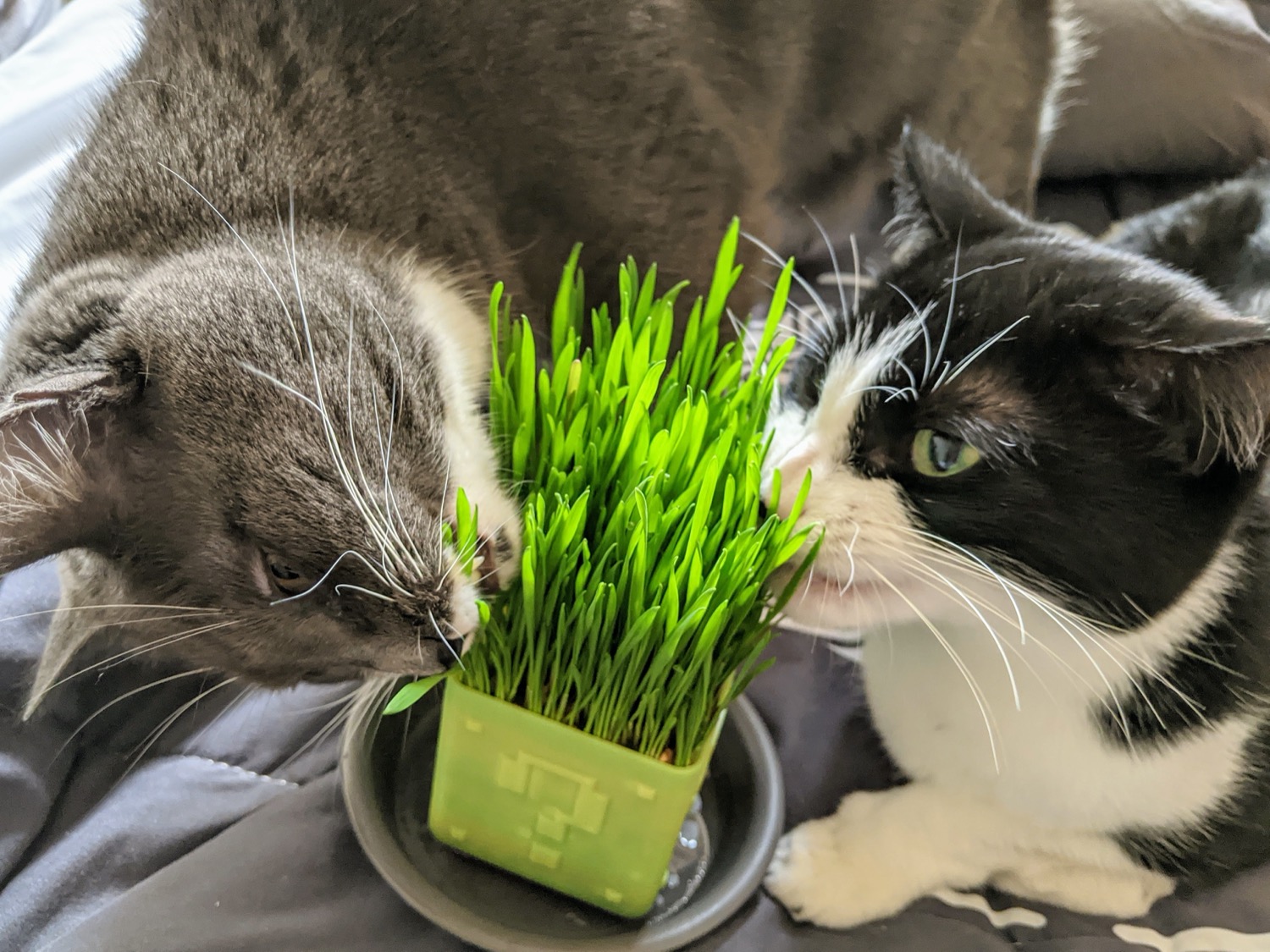 Kitties enjoying the grass