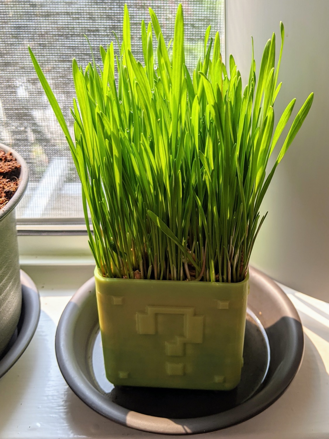 Wheatgrass 5 days after sowing